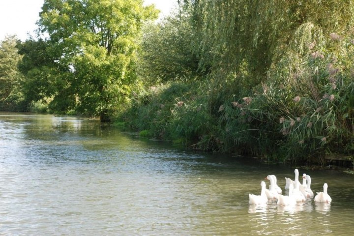 a bird swimming in water